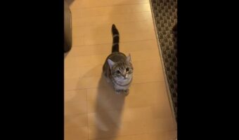 口答えするようになった愛猫が可愛らしいと話題に！「反抗するにしても、声が高すぎて笑える」「声が激カワでキュン」