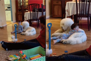 赤ちゃんは一緒に暮らす愛犬が大好き！ずっとそばにいたりギュッと抱きしめたり・・、ふたりは仲良しさんです！！