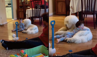 赤ちゃんは一緒に暮らす愛犬が大好き！ずっとそばにいたりギュッと抱きしめたり・・、ふたりは仲良しさんです！！