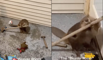 ビーバーもダム制作に道具を使う時代がやってくる!?リフォームのお手伝いをしようと工具をくわえています!!【アメリカ・動画】
