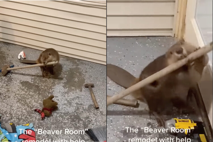 ビーバーもダム制作に道具を使う時代がやってくる！？リフォームのお手伝いをしようと工具をくわえています！！【アメリカ・動画】