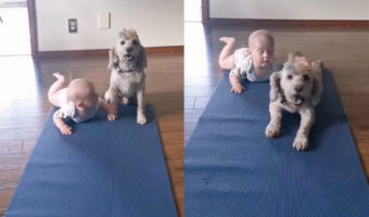 かわいすぎるレースが開催!赤ちゃんと愛犬がハイハイで競争しますが・・、その勝利の行く末は!!
