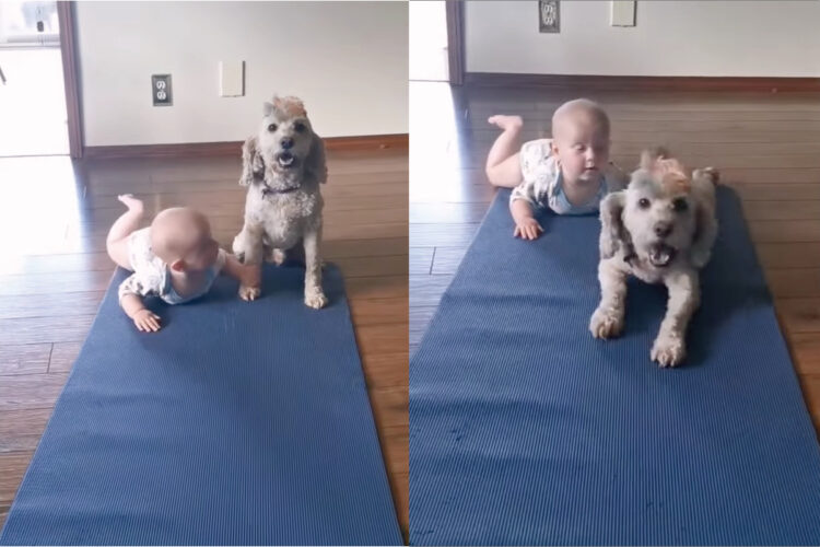 かわいすぎるレースが開催！赤ちゃんと愛犬がハイハイで競争しますが・・、その勝利の行く末は！！