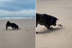 ビーチに遊びに来た子犬。発見したカニが気になるようでちょっかいをかけるのですが・・、カニも負けじとハサミを振りかざしています！！