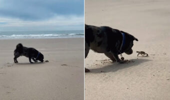 ビーチに遊びに来た子犬。発見したカニが気になるようでちょっかいをかけるのですが・・、カニも負けじとハサミを振りかざしています!!
