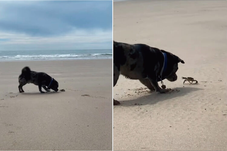 ビーチに遊びに来た子犬。発見したカニが気になるようでちょっかいをかけるのですが・・、カニも負けじとハサミを振りかざしています！！