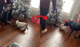 「お掃除の邪魔しちゃダメ！」掃除機に向かって吠えるブルドッグの子犬でしたが・・、お姉ちゃんのラブラドールに移動させられちゃいました！！