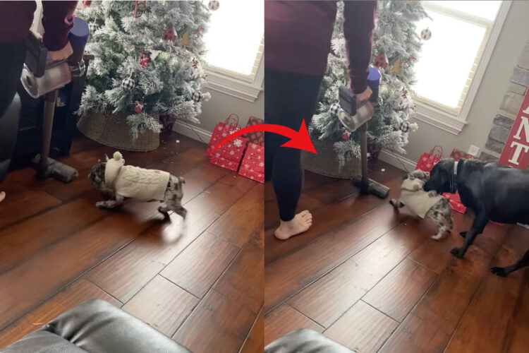 「お掃除の邪魔しちゃダメ！」掃除機に向かって吠えるブルドッグの子犬でしたが・・、お姉ちゃんのラブラドールに移動させられちゃいました！！