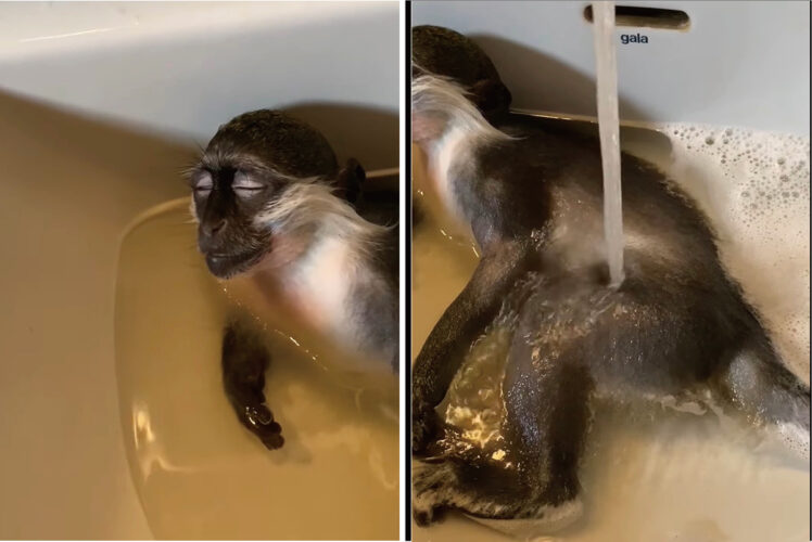 うたせ湯を浴びてリラックスしているみたい。おサルさんは水の張られているシンクで横になっています【海外・動画】