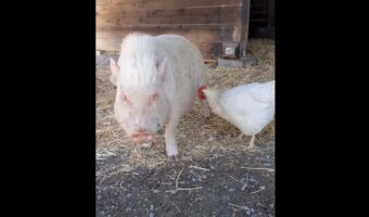 ニワトリにお腹を突っつかれてコテんと倒れてみせるブタ。だけどさすがにしっぽは突かれると痛かったみたい