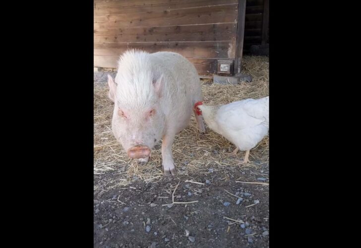 ニワトリにお腹を突っつかれてコテんと倒れてみせるブタ。だけどさすがにしっぽは突かれると痛かったみたい