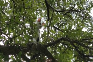 木の上に子猫を発見！！降りられないのか困ったように見つめてきますが・・、木の上で大冒険を楽しんでる？【海外・動画】