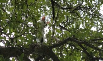 木の上に子猫を発見！！降りられないのか困ったように見つめてきますが・・、木の上で大冒険を楽しんでる？【海外・動画】