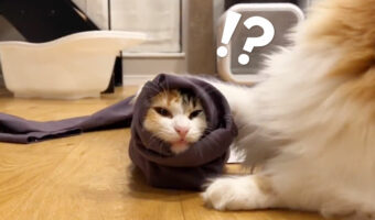 これは一体何！？謎の生物が可愛すぎると話題！筒状の抱き枕かと思いきやニャンコでした！