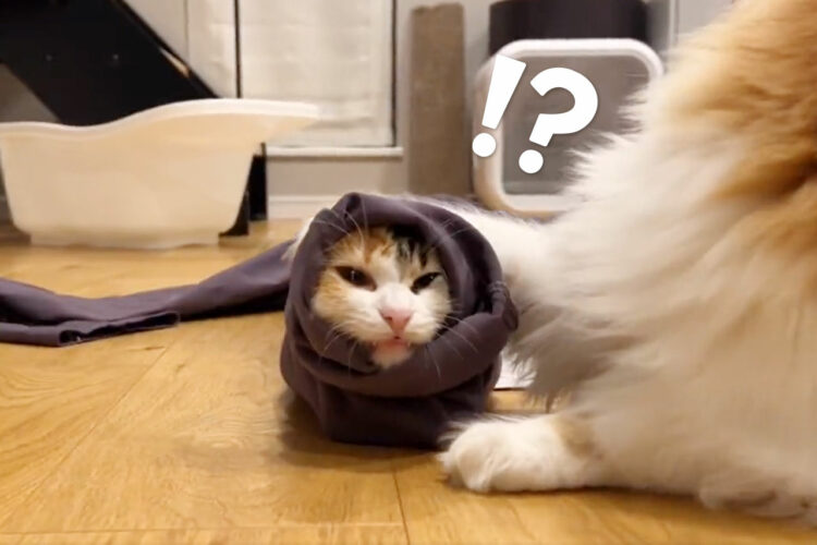 これは一体何！？謎の生物が可愛すぎると話題！筒状の抱き枕かと思いきやニャンコでした！