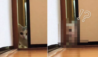 「あれ！？通れないニャ」すき間を通ることができず、試行錯誤するニャンコの表情が愛くるしい！