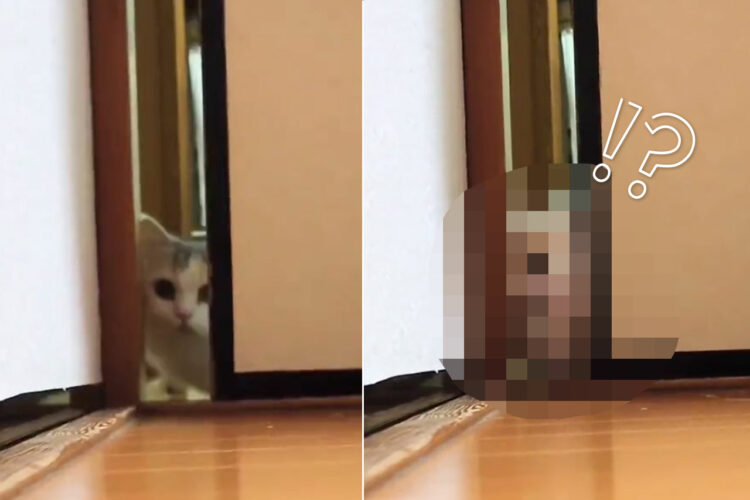 「あれ！？通れないニャ」すき間を通ることができず、試行錯誤するニャンコの表情が愛くるしい！