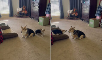 コーギーの子犬はお兄ちゃんが大好き!周りをぐるぐるまわったりちょっかいをかけています【アメリカ・動画】