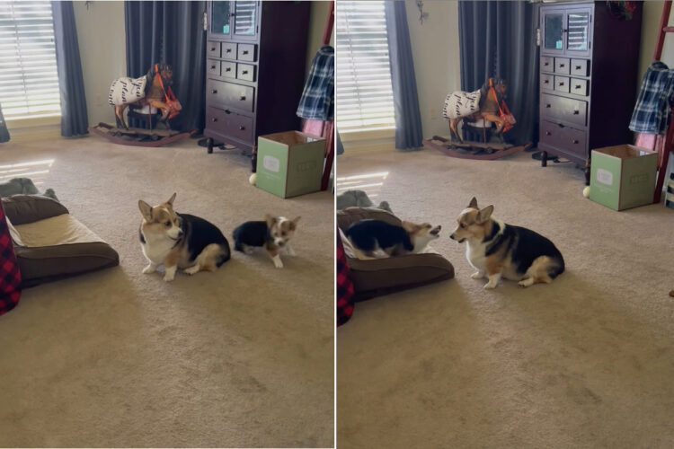 コーギーの子犬はお兄ちゃんが大好き！周りをぐるぐるまわったりちょっかいをかけています【アメリカ・動画】