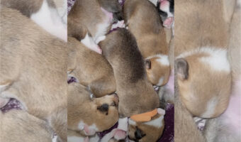 かわいい天使ちゃんたちの寝顔に癒やされる！生まれたばかりのコーギーの赤ちゃんたちは、みんなでぎゅっと集まって『ねんね』しています