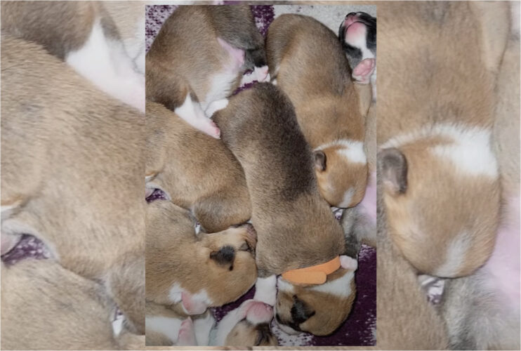 かわいい天使ちゃんたちの寝顔に癒やされる！生まれたばかりのコーギーの赤ちゃんたちは、みんなでぎゅっと集まって『ねんね』しています