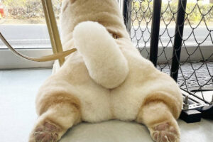 フワフワ、モコモコ、クリーム色の可愛いおしりがたまりません！11月30日は「いいおしりの日」だったんだって！