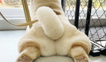 フワフワ、モコモコ、クリーム色の可愛いおしりがたまりません！11月30日は「いいおしりの日」だったんだって！