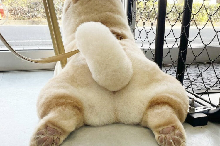 フワフワ、モコモコ、クリーム色の可愛いおしりがたまりません！11月30日は「いいおしりの日」だったんだって！