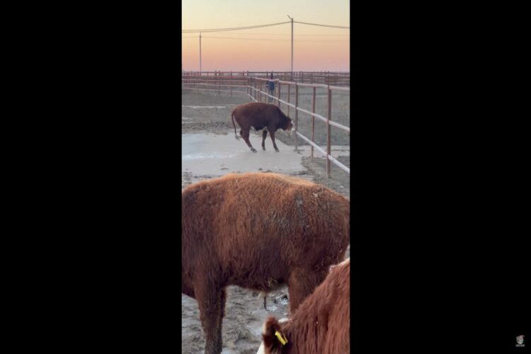 冷えたある朝のこと、牧場のぬかるみがすっかり凍っていたので、そこに立っていた牛は足を滑らせてしまいました！！