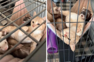 子猫はフェレットたちと仲良し！ハンモックで一緒にゴロゴロして過ごしている姿がかわいい！！【アメリカ・動画】