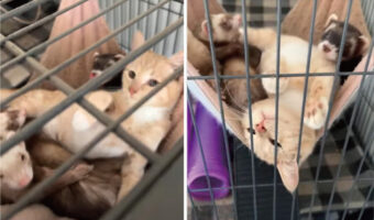 子猫はフェレットたちと仲良し!ハンモックで一緒にゴロゴロして過ごしている姿がかわいい!!【アメリカ・動画】