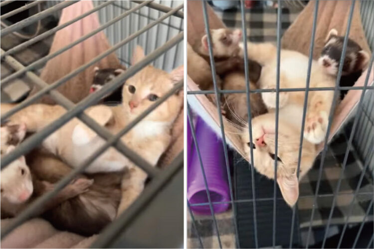 子猫はフェレットたちと仲良し！ハンモックで一緒にゴロゴロして過ごしている姿がかわいい！！【アメリカ・動画】