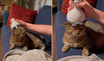 ヘッドスパが大好きな猫。頭皮マッサージ器をおでこに当ててもらい、のんびりとくつろいでいます【アメリカ・動画】