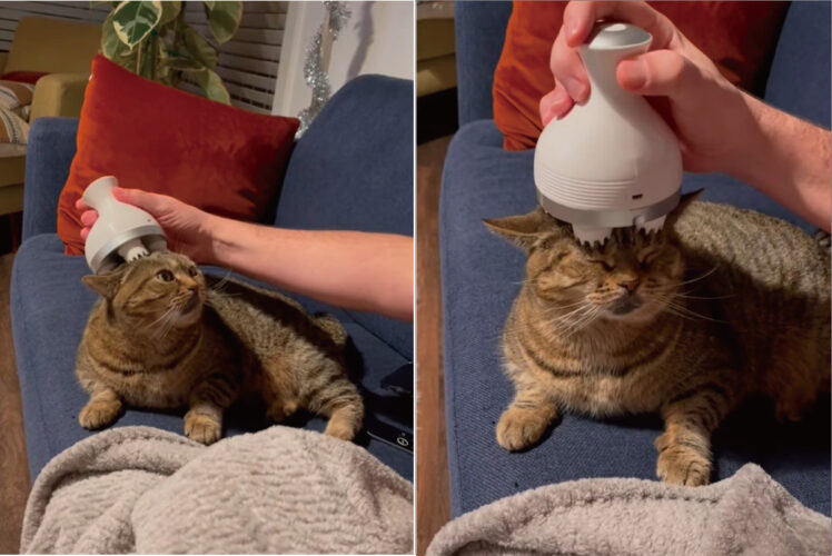 ヘッドスパが大好きな猫。頭皮マッサージ器をおでこに当ててもらい、のんびりとくつろいでいます【アメリカ・動画】