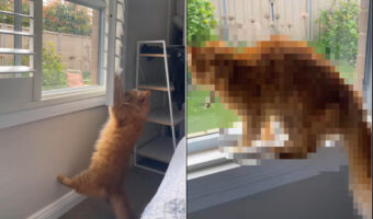 ブラインドにぶら下がる猫。一体何をしているのかと思いきや・・、ある目的があったのです!!【海外・動画】