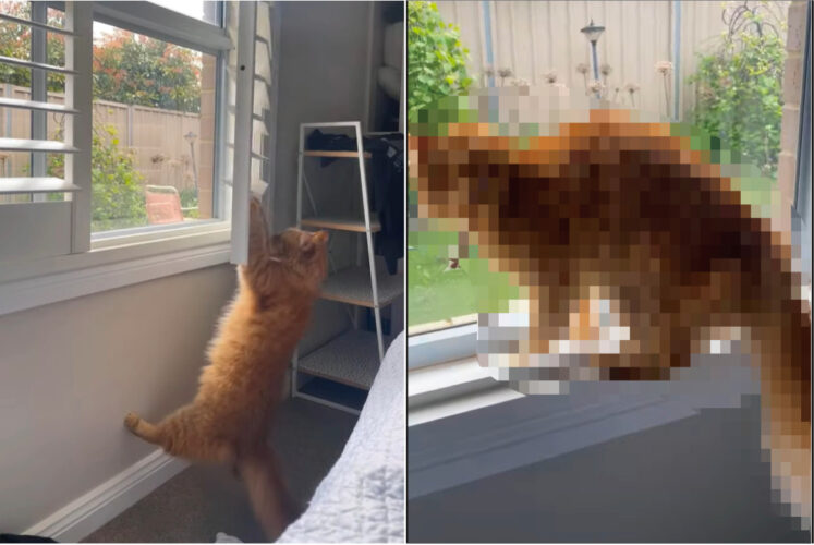 ブラインドにぶら下がる猫。一体何をしているのかと思いきや・・、ある目的があったのです！！【海外・動画】