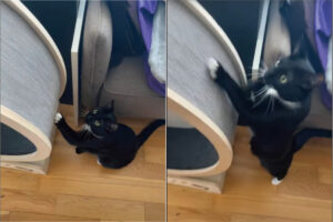 真似っこが得意な猫のため、キャットホイールの外周の回し方を披露してみたところ・・見事に覚えてくれました！！だけどそう使うものだっけ？？