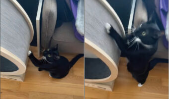 真似っこが得意な猫のため、キャットホイールの外周の回し方を披露してみたところ・・見事に覚えてくれました!!だけどそう使うものだっけ??