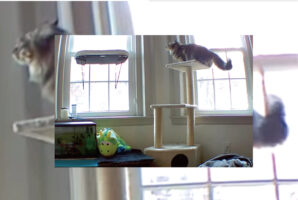 こんニャはずでは・・。キャットタワーから窓際のベッドに飛び乗ろうとした猫の身にまさかのハプニングが！！