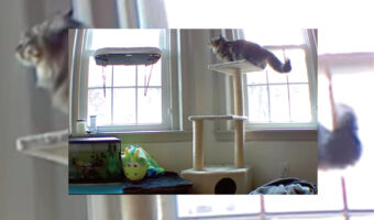 こんニャはずでは・・。キャットタワーから窓際のベッドに飛び乗ろうとした猫の身にまさかのハプニングが!!