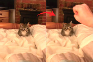 子猫のリアクションにビックリ！飼い主さんが目の前でパッと手を開くと・・、この動きに子猫はスゴく驚いてしまったみたいです【海外・動画】