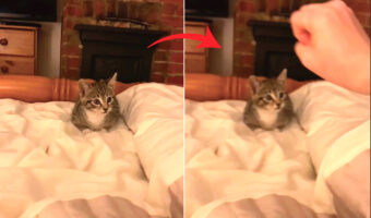 子猫のリアクションにビックリ!飼い主さんが目の前でパッと手を開くと・・、この動きに子猫はスゴく驚いてしまったみたいです【海外・動画】
