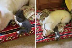 子猫は目の前にいい感じのオモチャを見つけたのでいじくりまわしたり、ぱくっと噛み付いていますが・・、それはオモチャじゃないんだよ〜！！