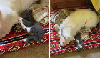 子猫は目の前にいい感じのオモチャを見つけたのでいじくりまわしたり、ぱくっと噛み付いていますが・・、それはオモチャじゃないんだよ〜!!