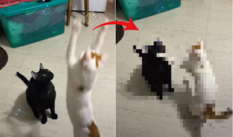 シャボン玉が気になるのか手をのばす白猫。パチンと潰れてしまいまって残念！と思いきや、次の瞬間トンデモナイ行動を繰り出しました！！