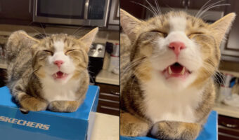 気持ちよさそうにお昼寝をする猫。口を大きく開いたままいい寝顔を見せてくれています【海外・動画】