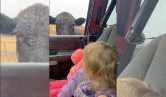 女の子たちはパパと農場にいる牛の様子を見に来たのですが・・、牛の大きな姿にビックリしたようで・・・