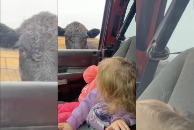 女の子たちはパパと農場にいる牛の様子を見に来たのですが・・、牛の大きな姿にビックリしたようで・・・