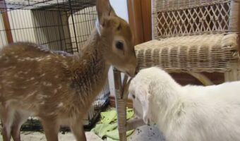 一緒に暮らす子ジカと子ヤギは仲良し!子ヤギは体中ペロペロとグルーミングしてもらうと、うれしそうに尻尾をピョコピョコ振っています!