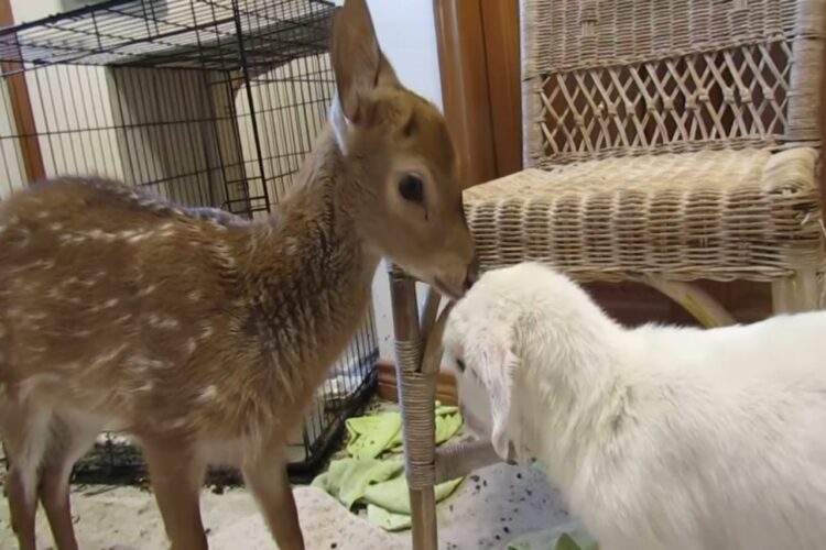 一緒に暮らす子ジカと子ヤギは仲良し！子ヤギは体中ペロペロとグルーミングしてもらうと、うれしそうに尻尾をピョコピョコ振っています！